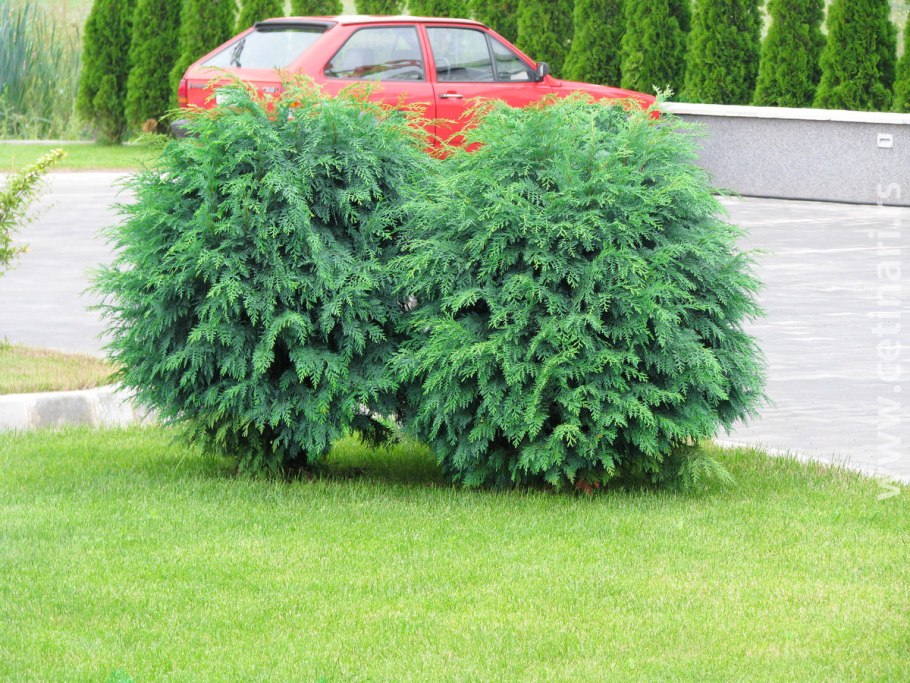 Туя Западная вересковидная