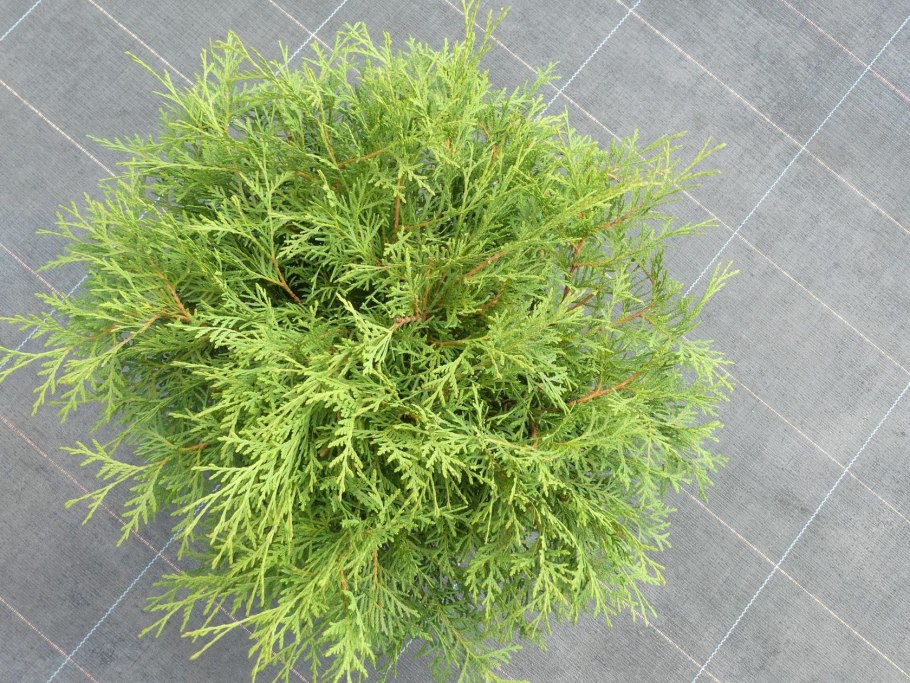 Можжевельник Хиберника