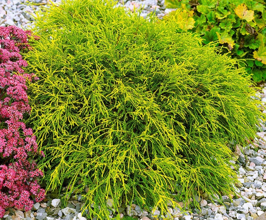 Кипарис горохоплодный Филифера Нана