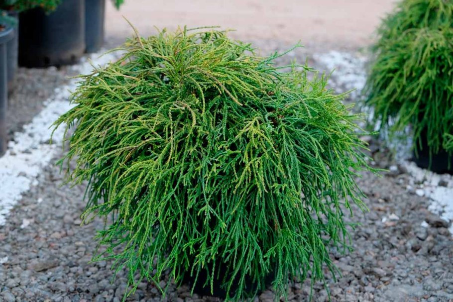 Туя Западная кора