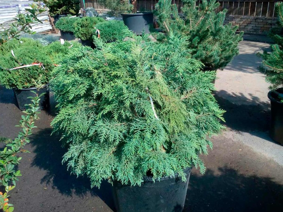 Кипарисовик Лавсона Минима