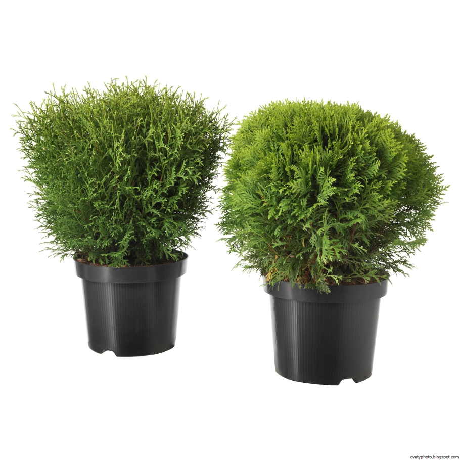 Туя Брабант и Даника