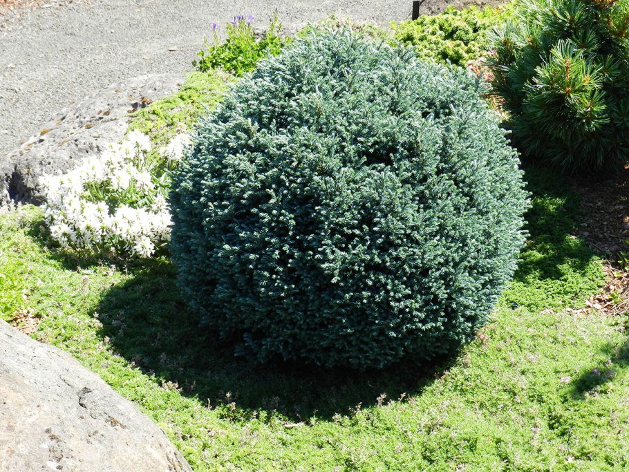 Кипарисовик горохоплодный Блю