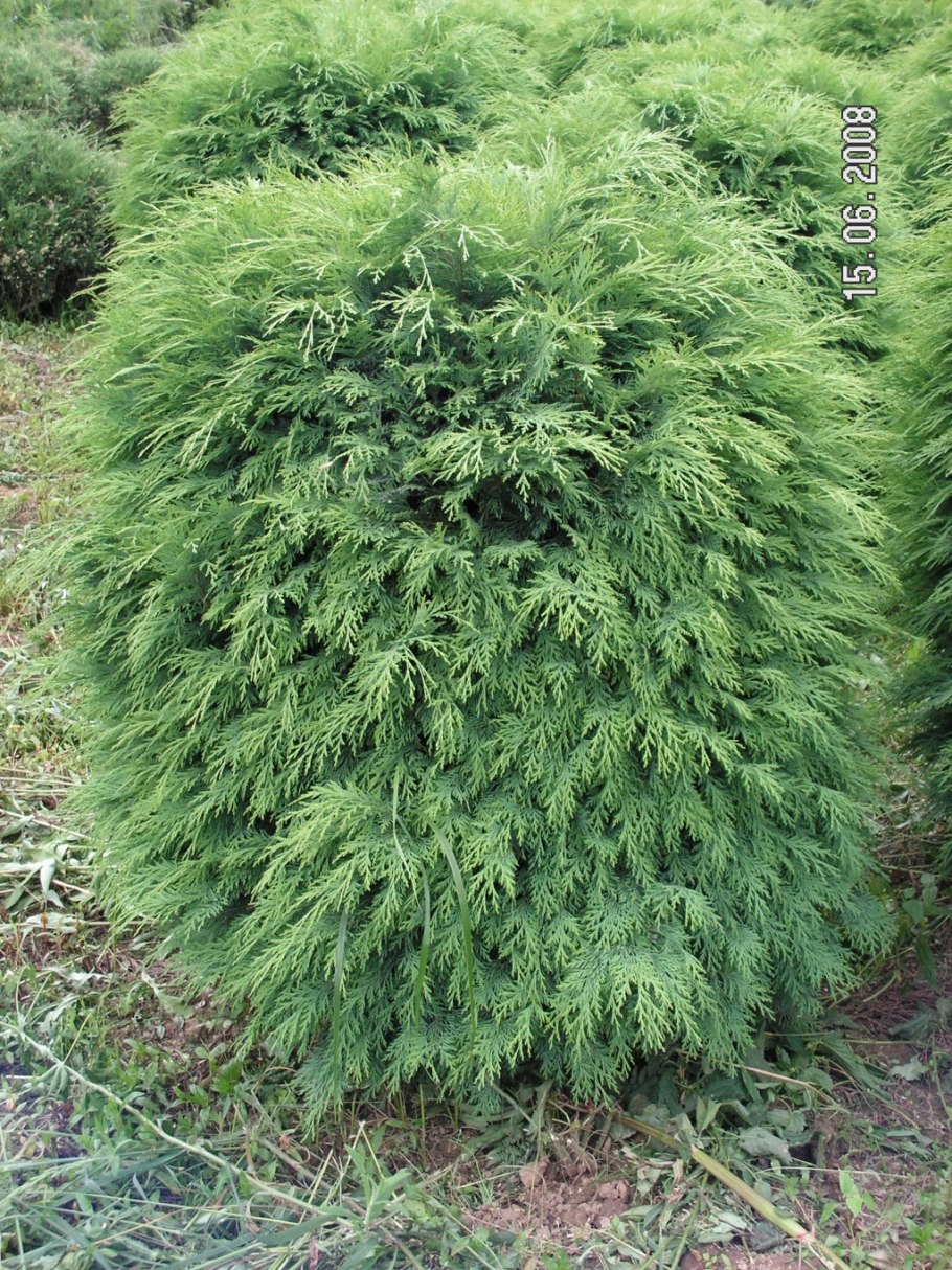 Кипарис Лавсона Колумнарис