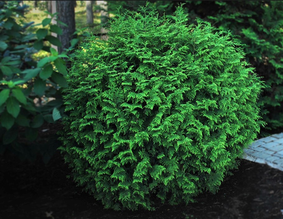 Туя Западная globosa (Глобоза)