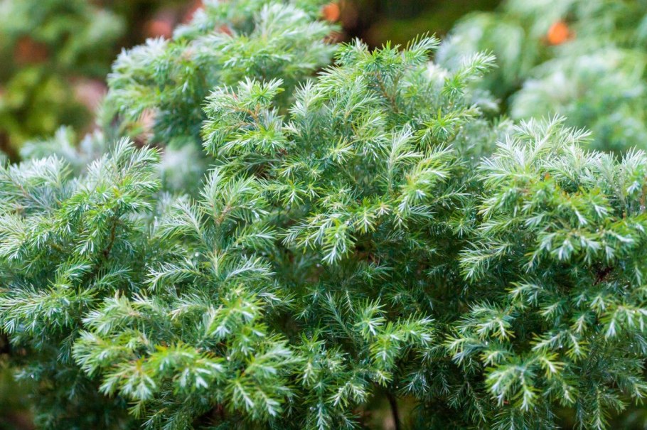 Кипарисовик Филифера Нана