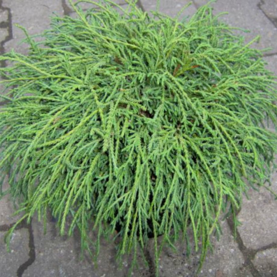 Кипарисовик Лавсона Ивонне