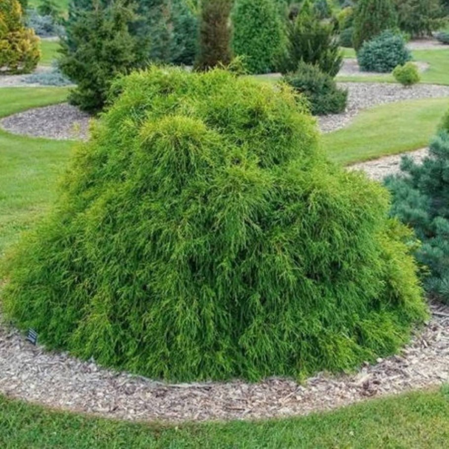 Кипарисовик Лавсона Элвуди Эмпайр