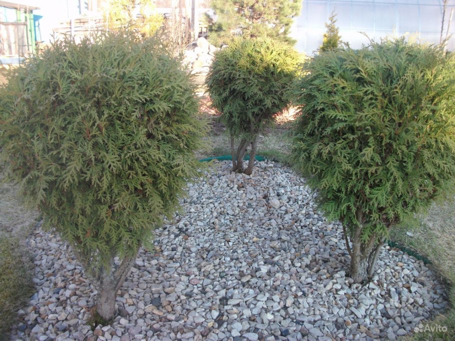 Туи Смарагд Топиар