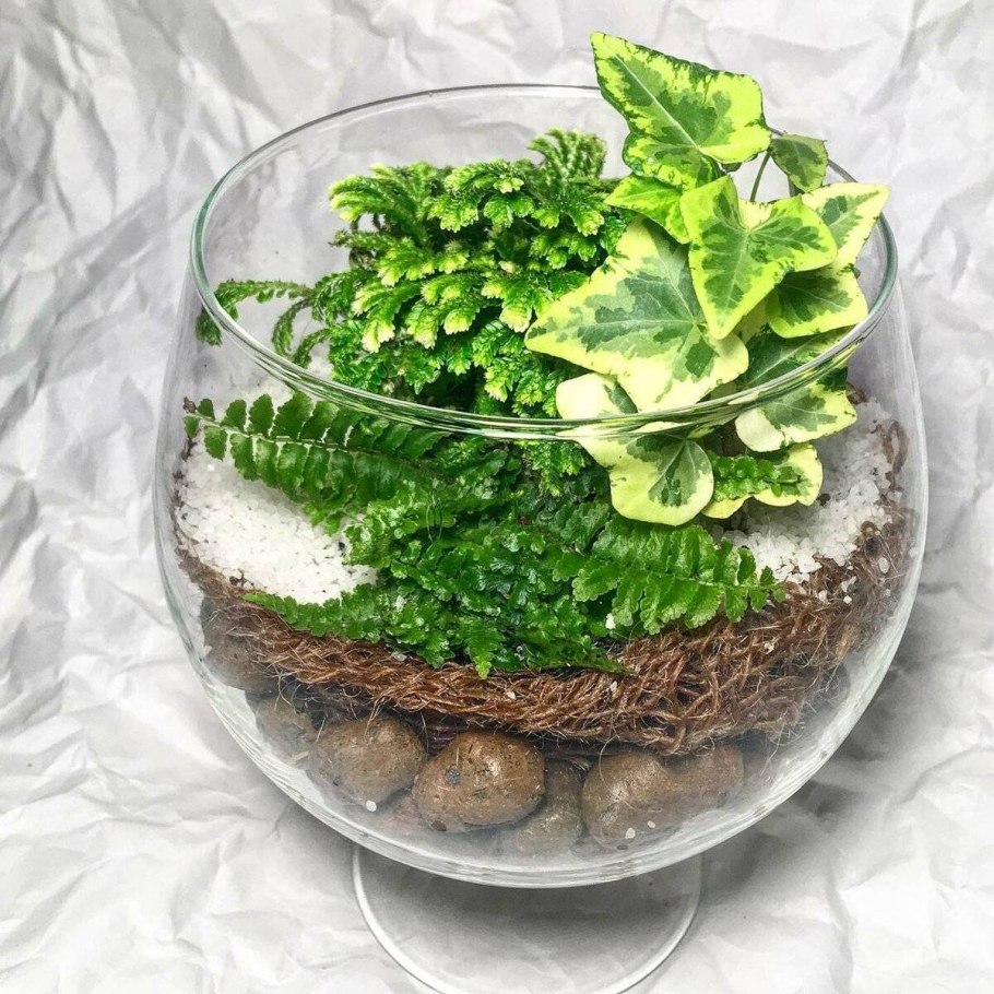 Selaginella kraussiana Mini