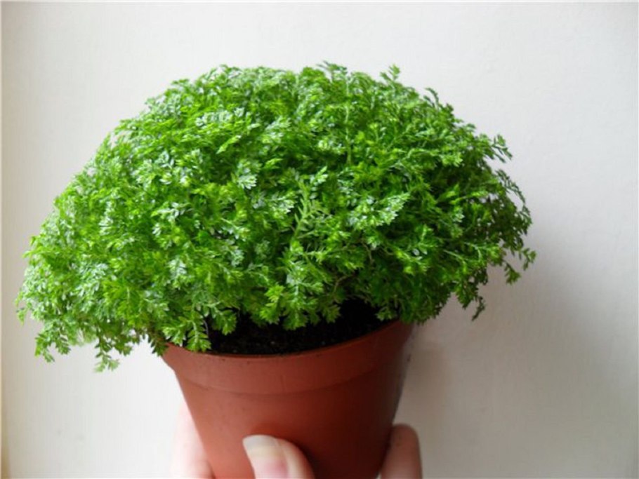 Селагинелла швейцарская (Selaginella helvetica)