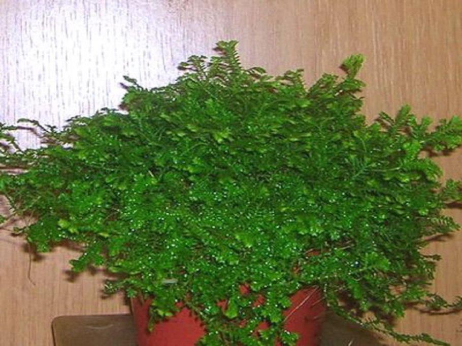 Папоротник селагинелла