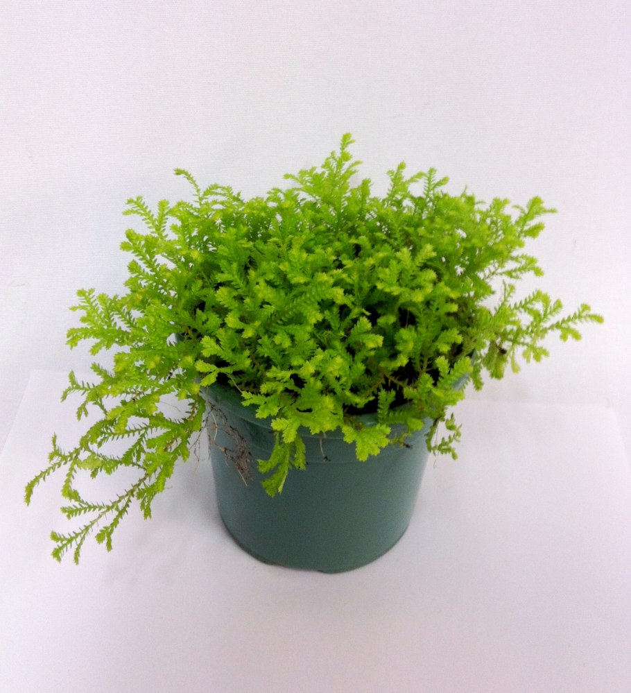 Селагинелла безножковая (Selaginella apoda)