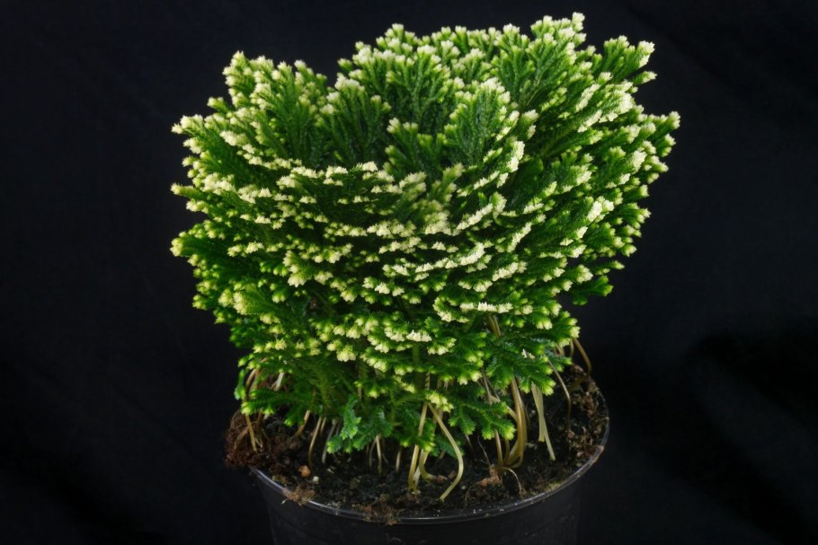 Селагинелла чешуелистная (Selaginella lepidophylla)