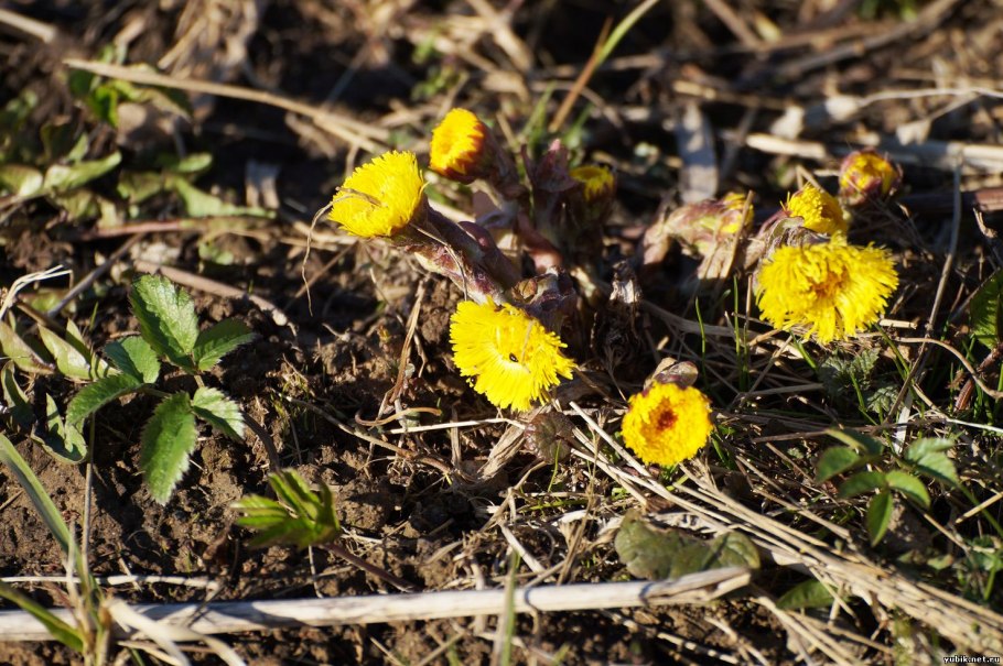 Мать и мачеха цветет