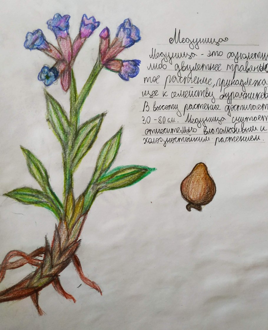 Медуницы в лесу Поляна