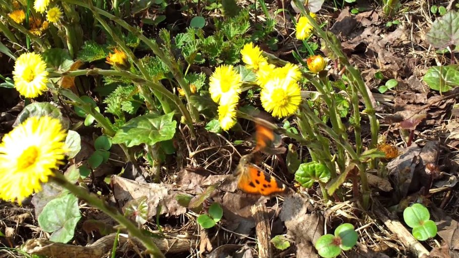 Мать-и-мачеха листья