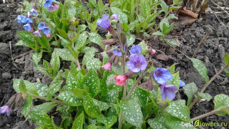 Мать-и-мачеха сорные растения