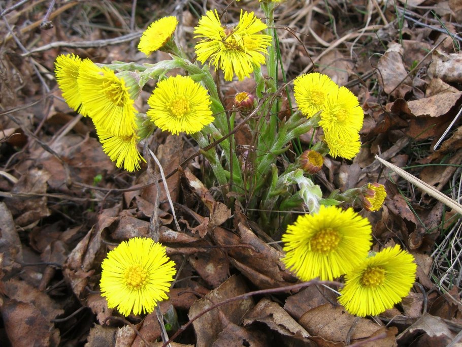 Медуница лекарственная трава