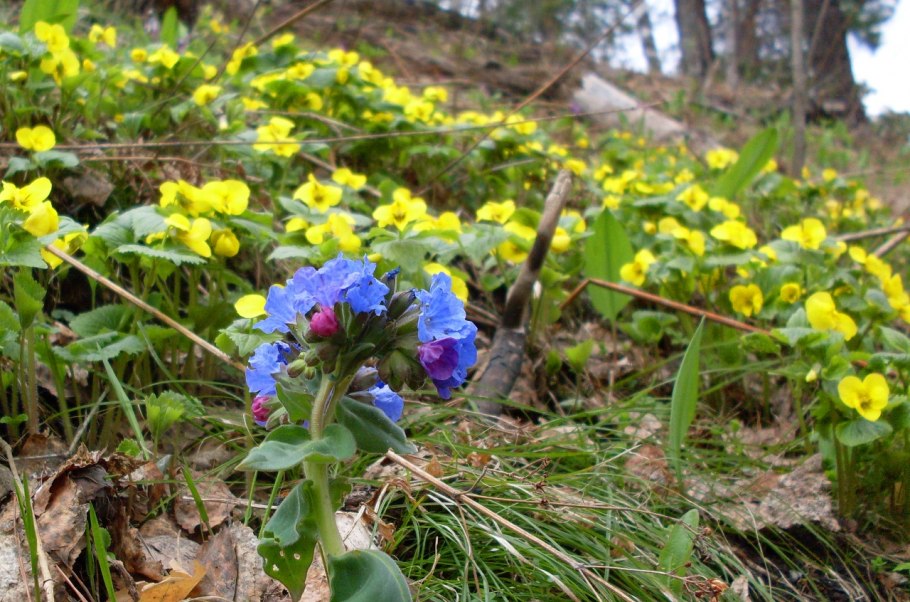 Мать-и-мачеха обыкновенная препараты
