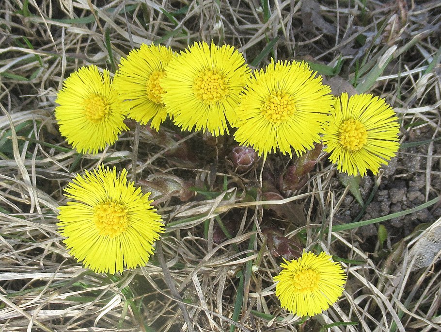 Медуница Снежная