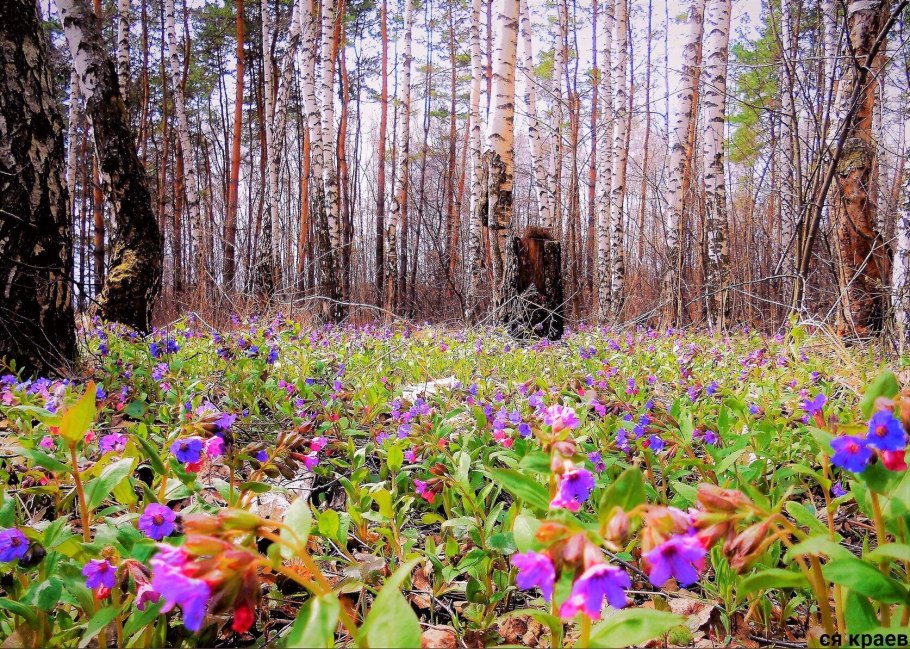 Первоцветы Медуница