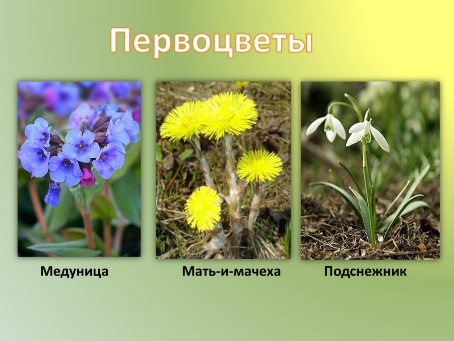 (Первоцветы: Медуница, мать-и-мачеха, Подснежник)