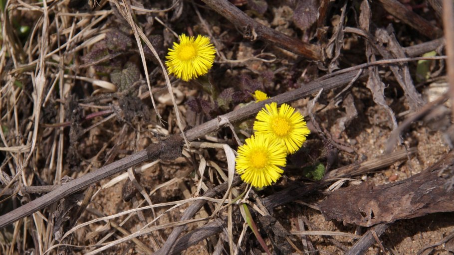 Медуница обыкновенная
