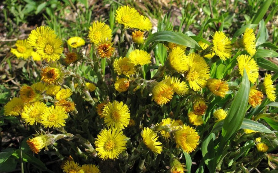 Мать-и-мачеха лечебные