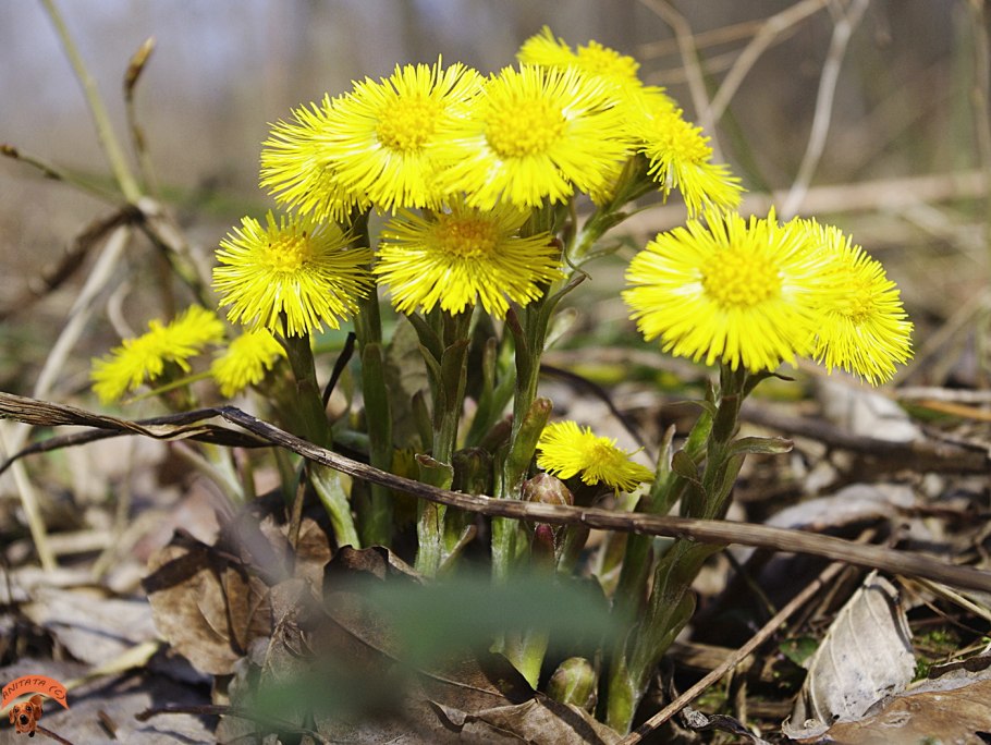 Мать и мачеха весной