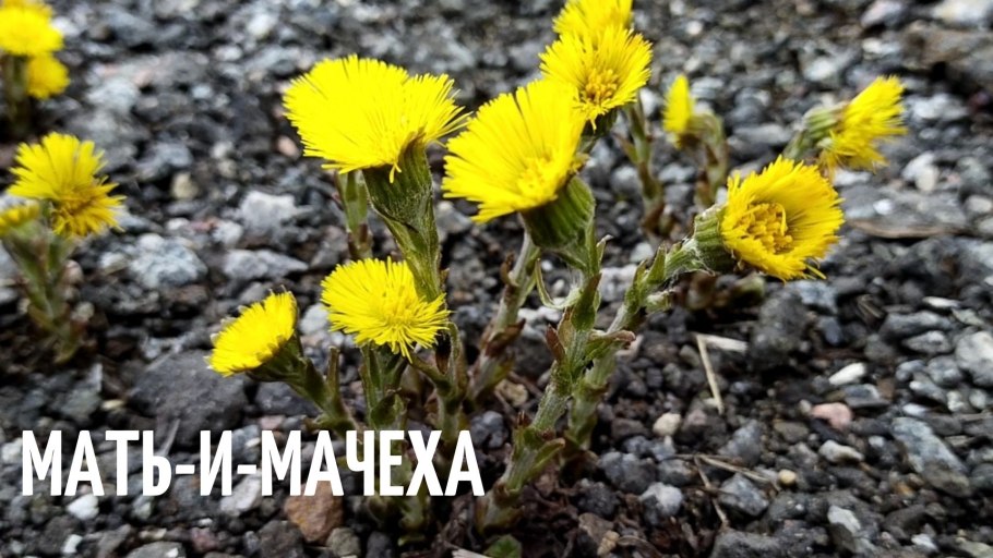 Мать-и-мачеха цветок с листьями