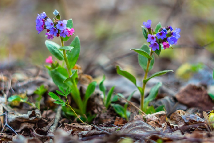 Растения первоцветы горного Алтая