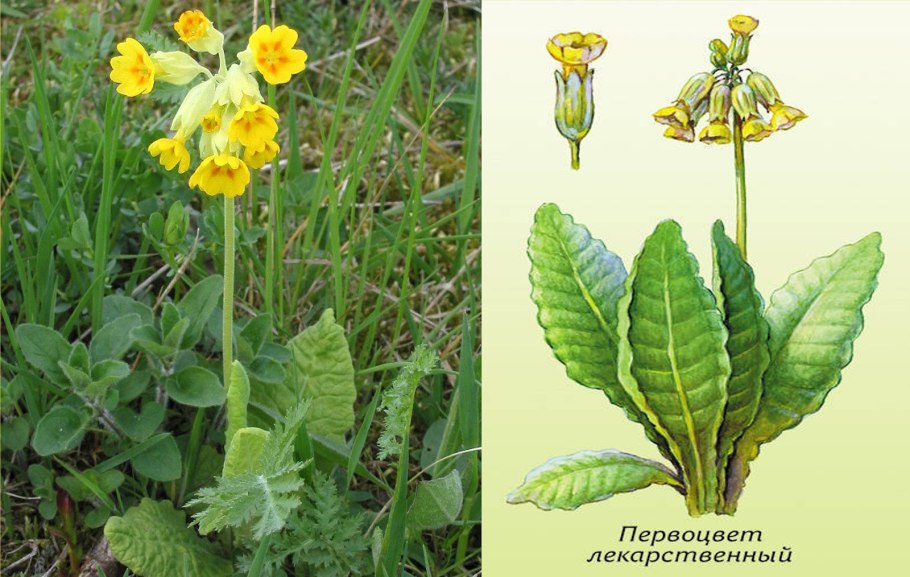 Медуница Весенняя