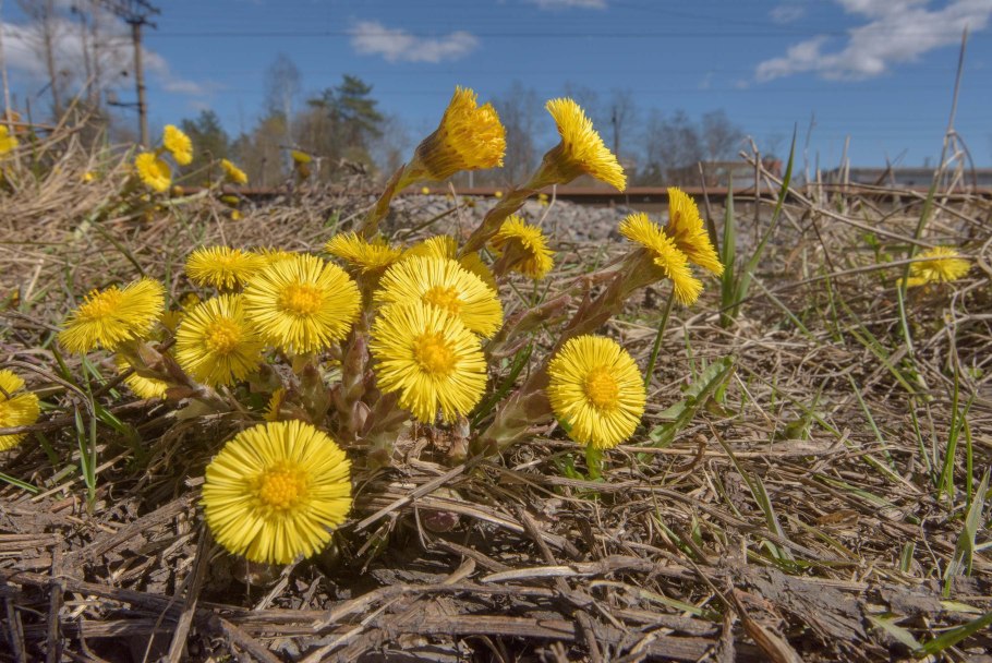 Мать-и-мачеха (мать-и-мачеха)