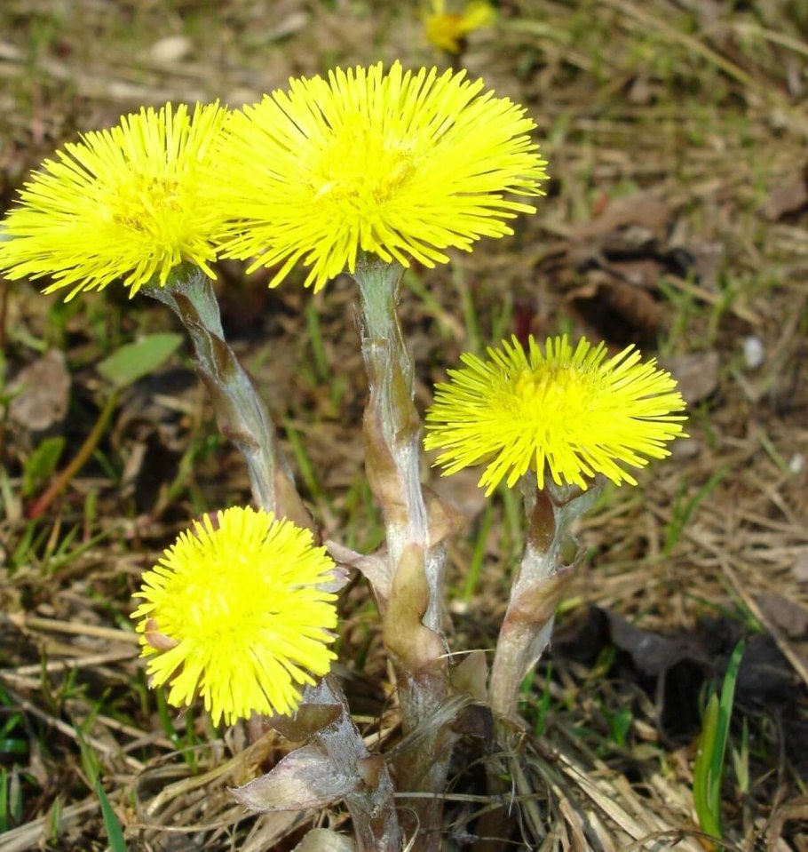 Мать и мачеха в Ленинградской области