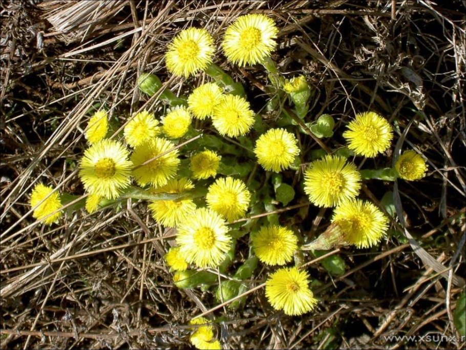 Лист мать и мачеха 50г Русичи