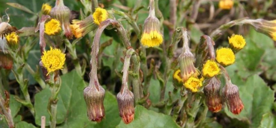 Желтые цветы мать и мачеха