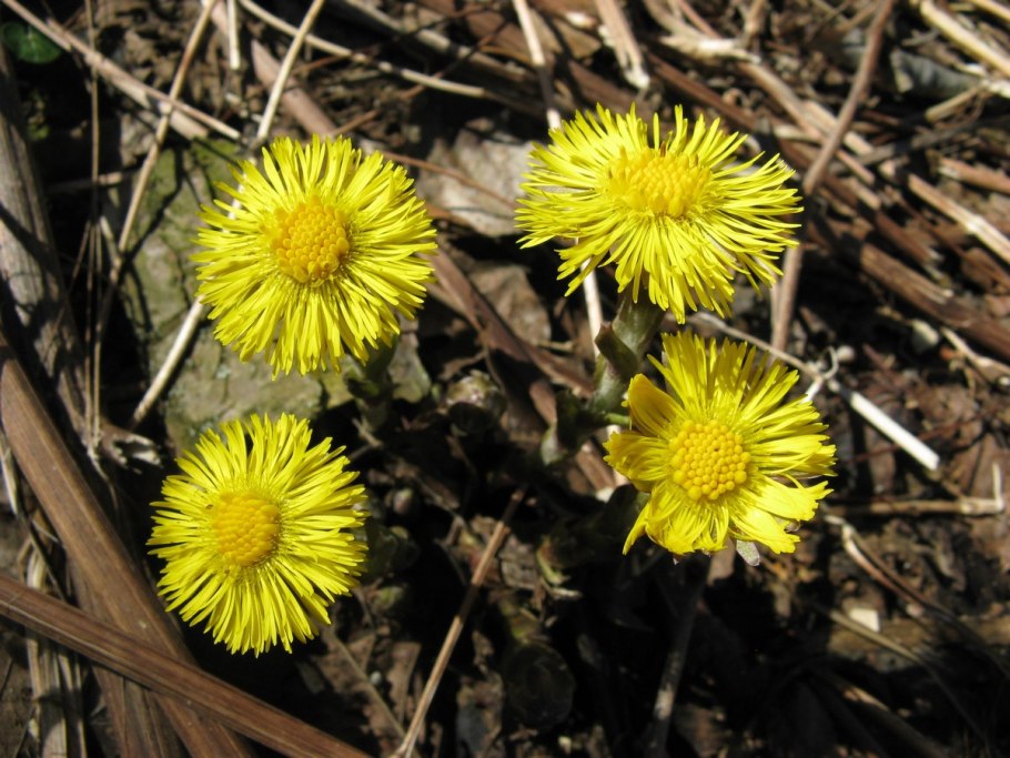 Медуница Лесная цветок