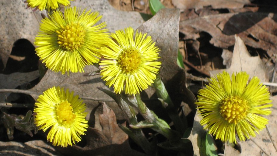 Медуница описание