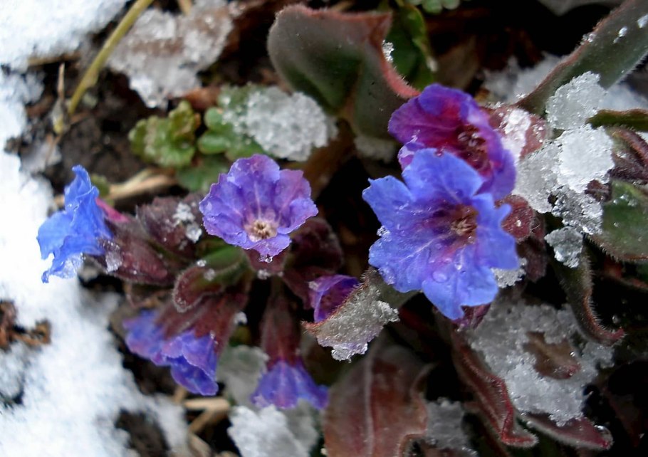 Детям о мать и мачехе первоцветы