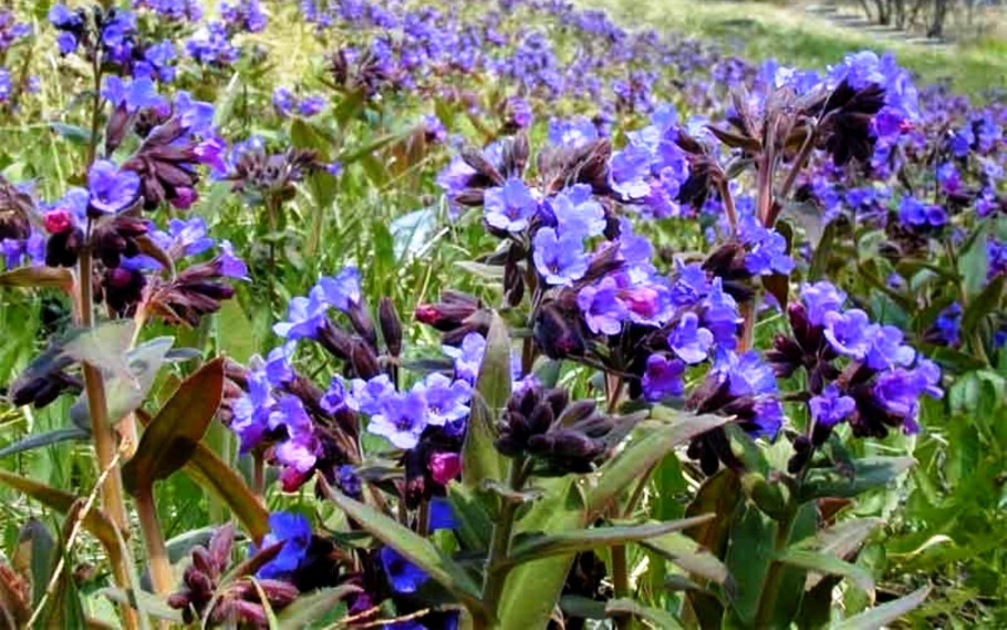 Отвар листьев мать и мачехи