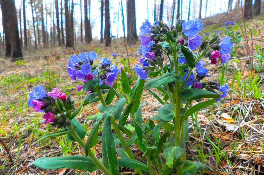 Мать и мачеха лекарственное растение