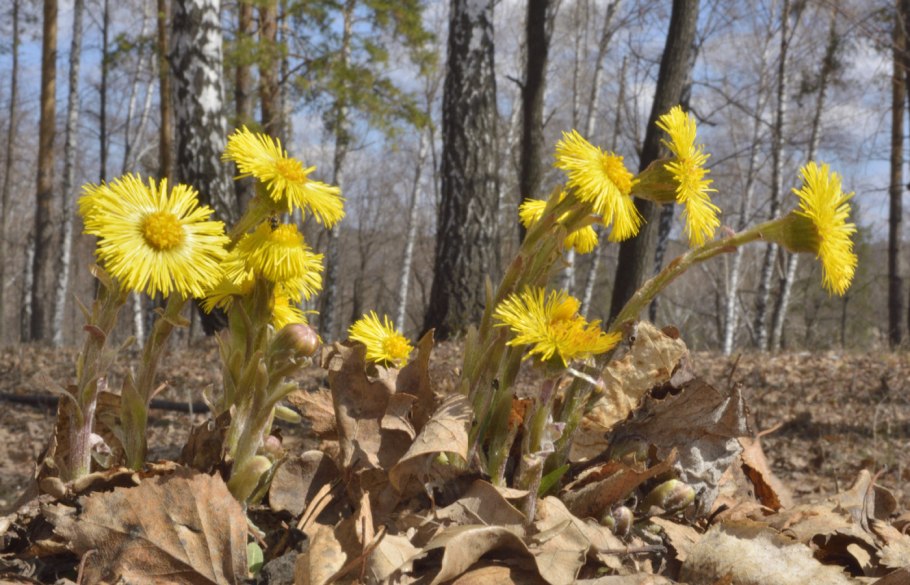 Мать и мачеха Хабаровск