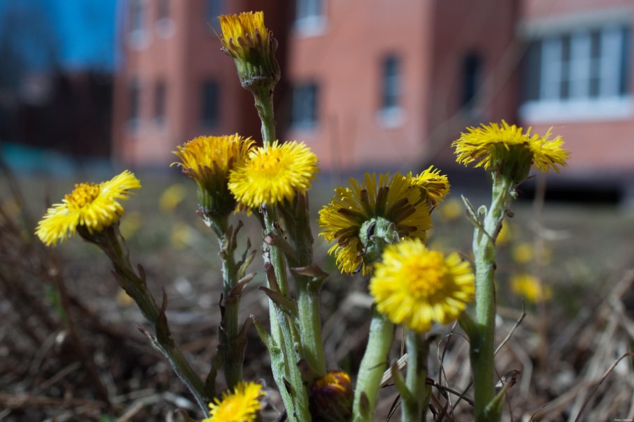 Медуница Дарт Вейдер