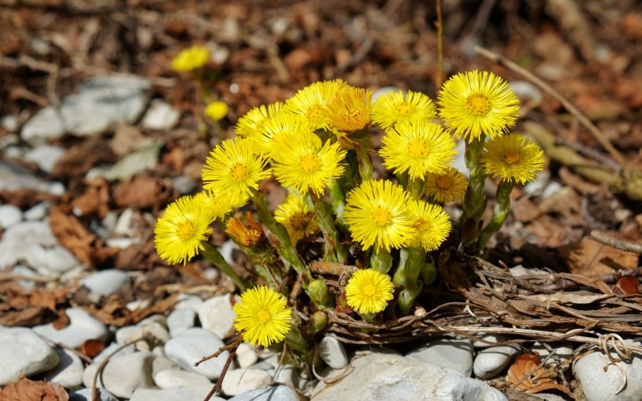 Первоцветы Медуница