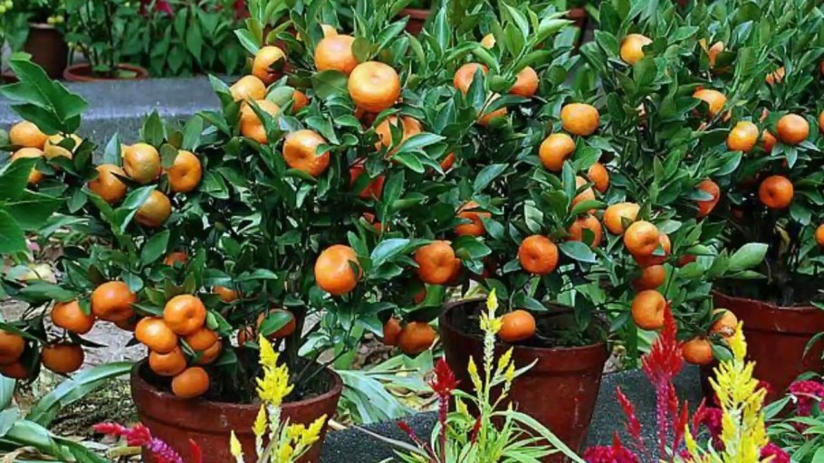 Цитрус мандарин Mandarine