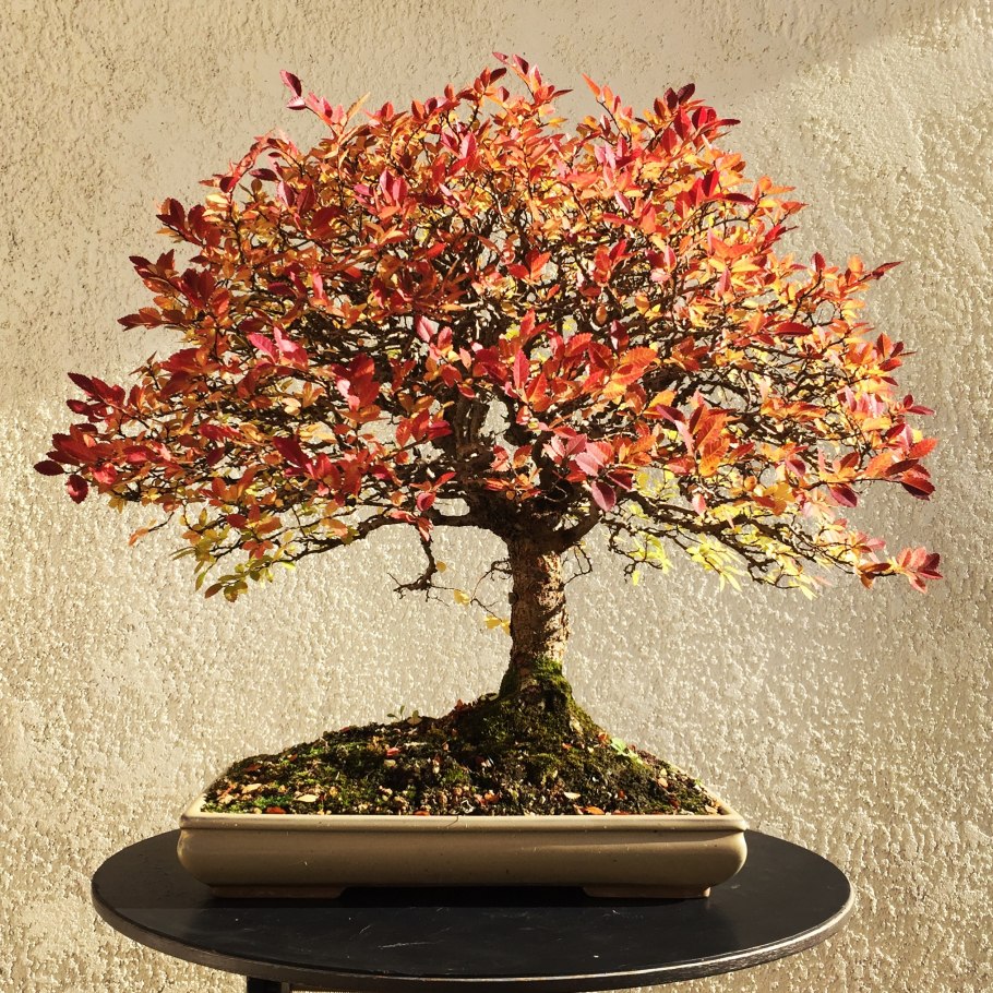 Мандарин Сатсума Миагава