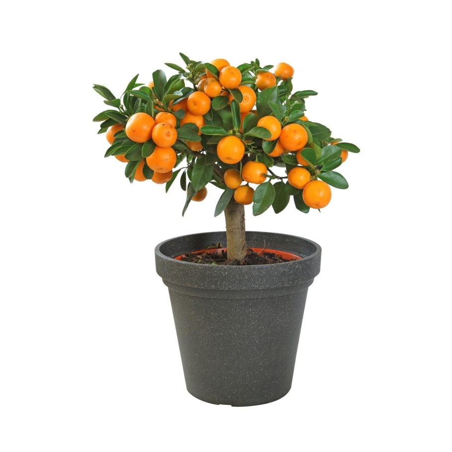 Мандарин каламондин