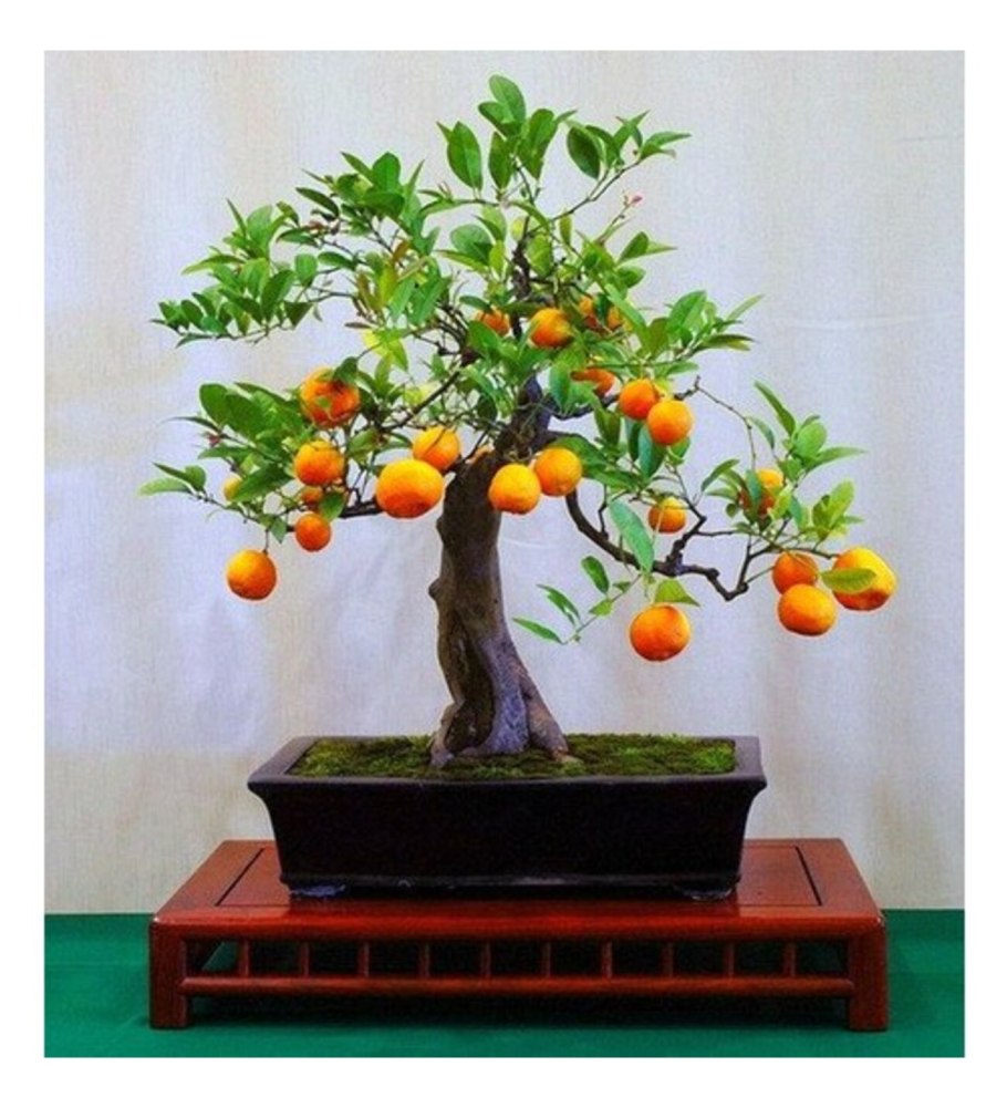 Цитрофортунелла бонсай