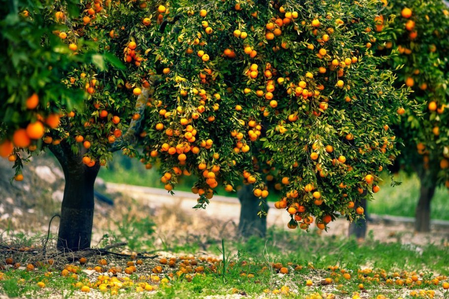 Мандарин уншиу дерево